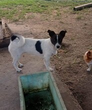 LILLY, Hund, Terrier-Mix in Rumänien - Bild 3