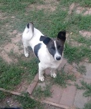 LILLY, Hund, Terrier-Mix in Rumänien - Bild 4