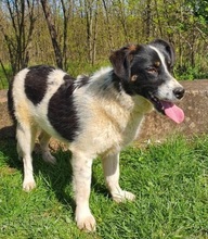 LUSI, Hund, Mischlingshund in Nordmazedonien - Bild 3