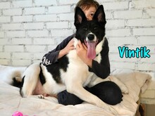 VINTIK, Hund, Mischlingshund in Russische Föderation - Bild 1