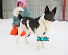 VINTIK, Hund, Mischlingshund in Russische Föderation - Bild 12