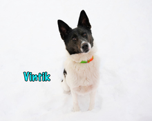 VINTIK, Hund, Mischlingshund in Russische Föderation - Bild 13