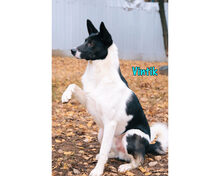 VINTIK, Hund, Mischlingshund in Russische Föderation - Bild 14