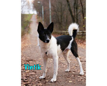 VINTIK, Hund, Mischlingshund in Russische Föderation - Bild 16