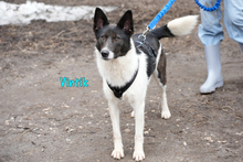 VINTIK, Hund, Mischlingshund in Russische Föderation - Bild 17