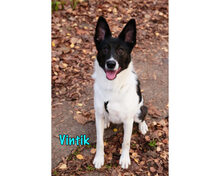 VINTIK, Hund, Mischlingshund in Russische Föderation - Bild 18