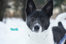 VINTIK, Hund, Mischlingshund in Russische Föderation - Bild 19