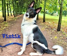 VINTIK, Hund, Mischlingshund in Russische Föderation - Bild 2