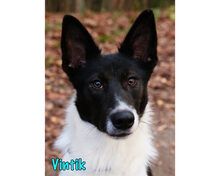 VINTIK, Hund, Mischlingshund in Russische Föderation - Bild 20