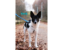 VINTIK, Hund, Mischlingshund in Russische Föderation - Bild 23