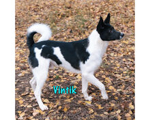 VINTIK, Hund, Mischlingshund in Russische Föderation - Bild 25
