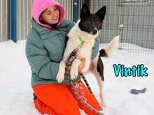 VINTIK, Hund, Mischlingshund in Russische Föderation - Bild 3