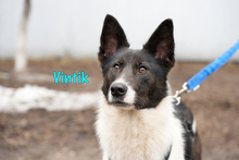 VINTIK, Hund, Mischlingshund in Russische Föderation - Bild 6