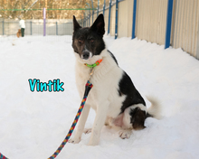 VINTIK, Hund, Mischlingshund in Russische Föderation - Bild 7