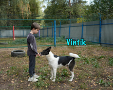 VINTIK, Hund, Mischlingshund in Russische Föderation - Bild 8