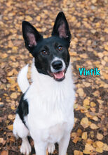 VINTIK, Hund, Mischlingshund in Russische Föderation - Bild 9