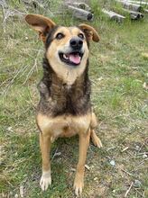 MILA2, Hund, Mischlingshund in Nordmazedonien - Bild 2