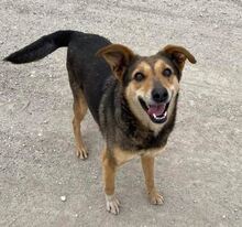MILA2, Hund, Mischlingshund in Nordmazedonien - Bild 4
