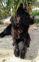 SANDY, Hund, Mischlingshund in Griechenland - Bild 10