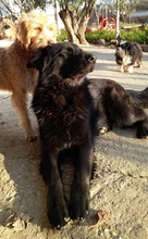 SANDY, Hund, Mischlingshund in Griechenland - Bild 11
