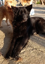 SANDY, Hund, Mischlingshund in Griechenland - Bild 12