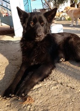 SANDY, Hund, Mischlingshund in Griechenland - Bild 13