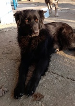 SANDY, Hund, Mischlingshund in Griechenland - Bild 14
