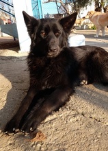 SANDY, Hund, Mischlingshund in Griechenland - Bild 15
