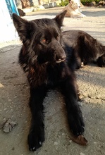 SANDY, Hund, Mischlingshund in Griechenland - Bild 16