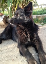 SANDY, Hund, Mischlingshund in Griechenland - Bild 5