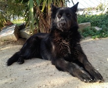 SANDY, Hund, Mischlingshund in Griechenland - Bild 6