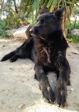 SANDY, Hund, Mischlingshund in Griechenland - Bild 7