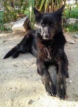 SANDY, Hund, Mischlingshund in Griechenland - Bild 8