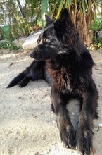 SANDY, Hund, Mischlingshund in Griechenland - Bild 9