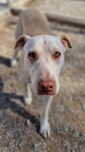 FARINA, Hund, Mischlingshund in Griechenland - Bild 10