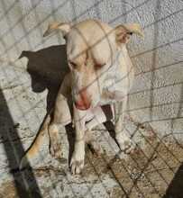 FARINA, Hund, Mischlingshund in Griechenland - Bild 11