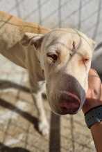 FARINA, Hund, Mischlingshund in Griechenland - Bild 12