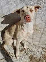 FARINA, Hund, Mischlingshund in Griechenland - Bild 13