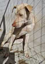 FARINA, Hund, Mischlingshund in Griechenland - Bild 14