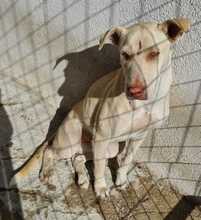 FARINA, Hund, Mischlingshund in Griechenland - Bild 16