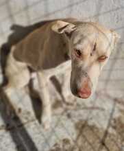 FARINA, Hund, Mischlingshund in Griechenland - Bild 17