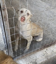 FARINA, Hund, Mischlingshund in Griechenland - Bild 3
