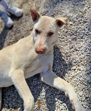 FARINA, Hund, Mischlingshund in Griechenland - Bild 4