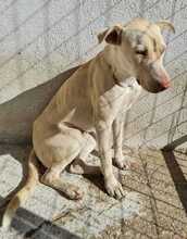 FARINA, Hund, Mischlingshund in Griechenland - Bild 7
