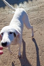 AYLIN, Hund, Mischlingshund in Griechenland - Bild 2