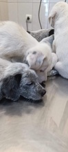 AYLIN, Hund, Mischlingshund in Griechenland - Bild 8
