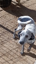 MERAL, Hund, Mischlingshund in Griechenland - Bild 16