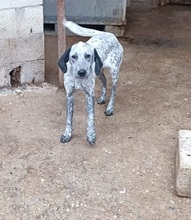 MERAL, Hund, Mischlingshund in Griechenland - Bild 3