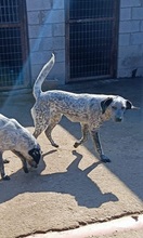 MERAL, Hund, Mischlingshund in Griechenland - Bild 5