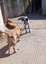 MERAL, Hund, Mischlingshund in Griechenland - Bild 6